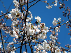 雲ひとつない青空に桜は美しい