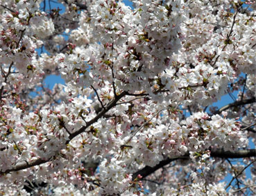 同期の桜ならぬ近所の桜